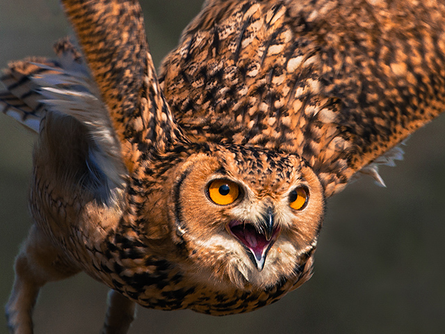 Birds of prey photography training day at the Andover Hawk Conservancy